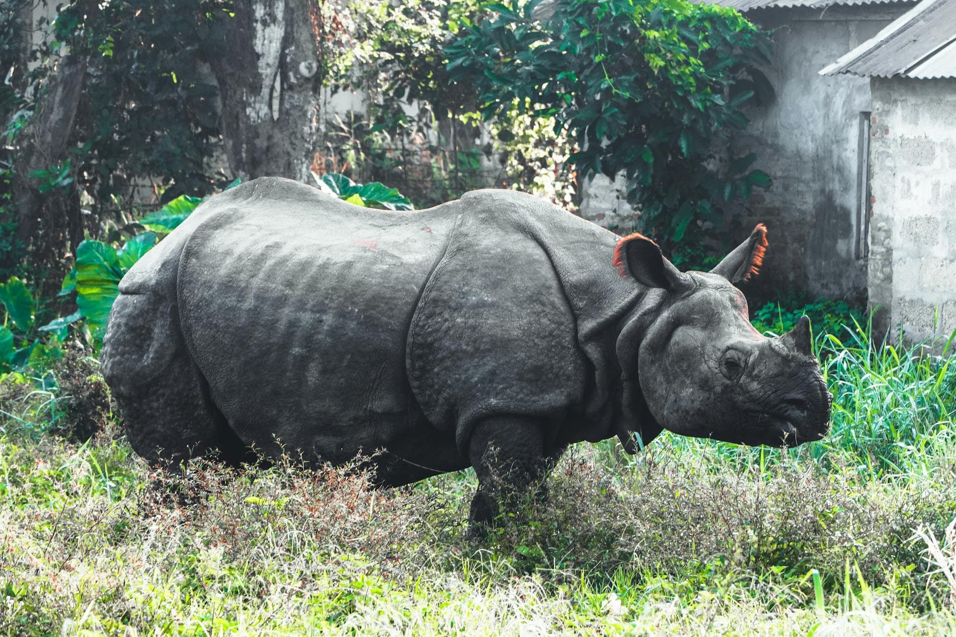 Panzernashorn, Chitwan-Nationalpark