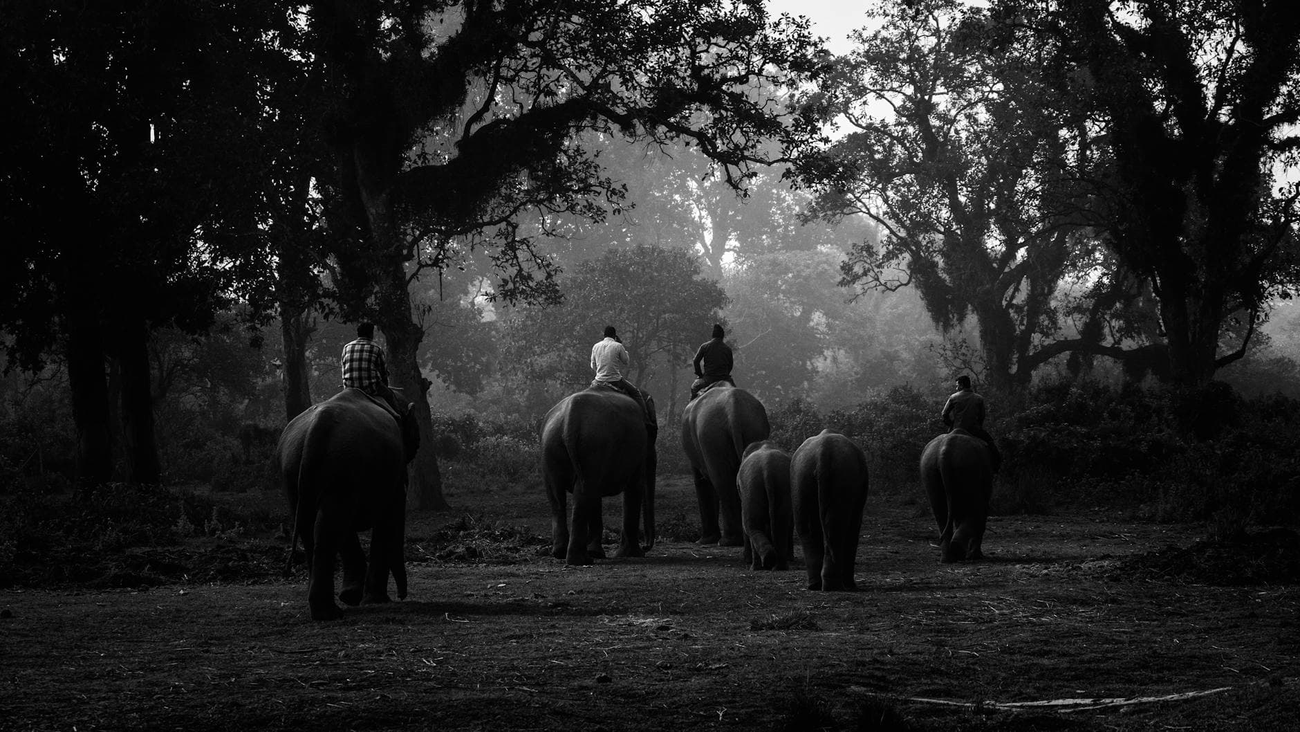 Dschungel-Safari, Nepal